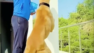 Only These Dogs Could Defeat a Pitbull