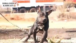 THE HIGH QUALITY AMERICAN PITBULL TERRIER FROM TEAM SGBULLDOGS