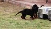 Rottweiler - Free Dog Adoption beautiful puppies