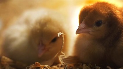 Gesetz gegen Kükentöten: So viele männliche Küken werden dadurch gerettet