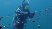 mqn-Vecinos de Sámara forman asociación para recuperar arrecifes de coral-130522