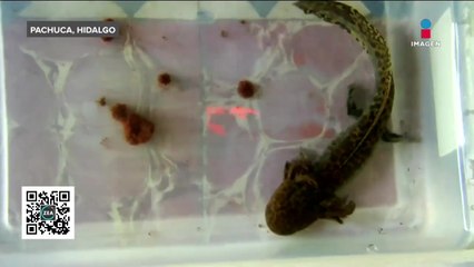 Inició con una pareja de ajolotes y hoy tiene un criadero