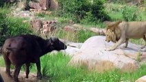 Angry Buffalo Herd Kills Lion To Avenge Her Calf - Wild Animals Attack _ Lion vs Buffalo, Wild Dogs