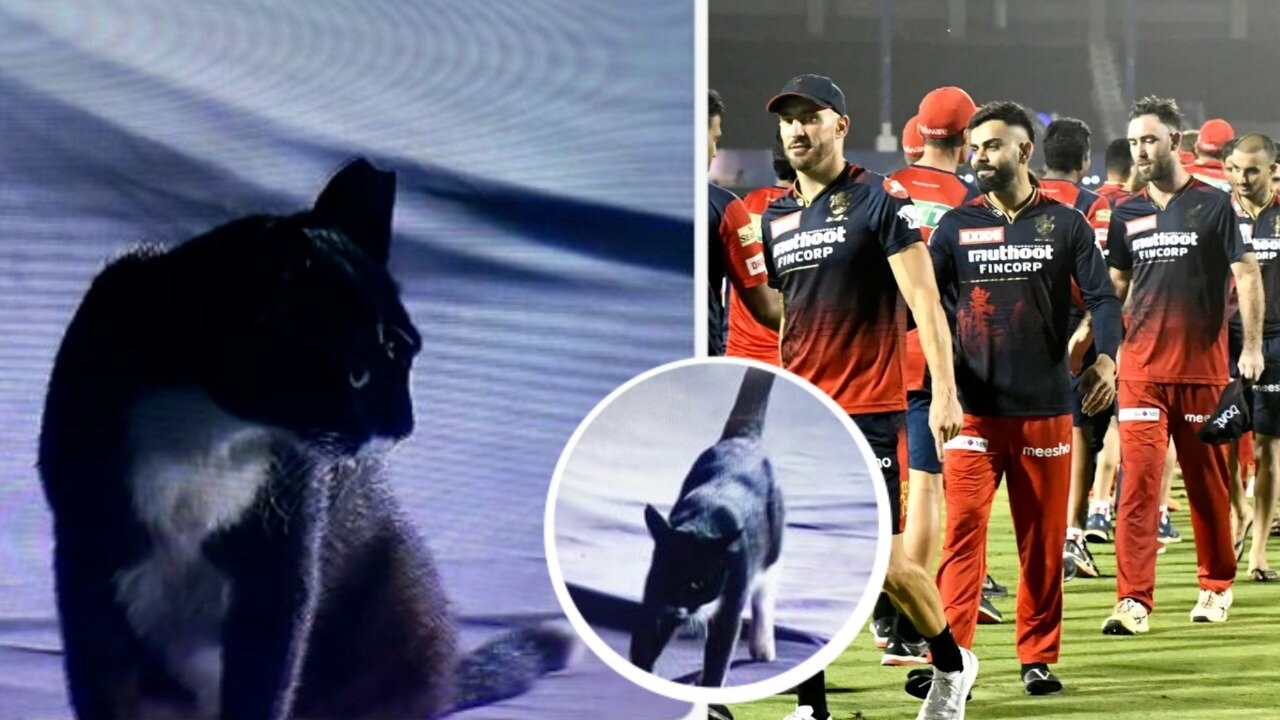 RCB vs PBKS ಪಂದ್ಯ ಸ್ವಲ್ಪ ಹೊತ್ತು ನಿಲ್ಲಿಸಿದ ಬೆಕ್ಕು | Oneindia Kannada