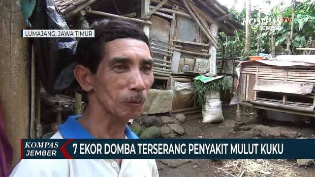 7 Ekor Domba di Lumajang Terserang Penyakit Mulut dan Kuku