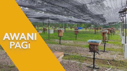 AWANI Pagi: Ambil Manfaat dan Potensi Lebah