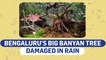 Bengaluru rains damage Big Banyan Tree