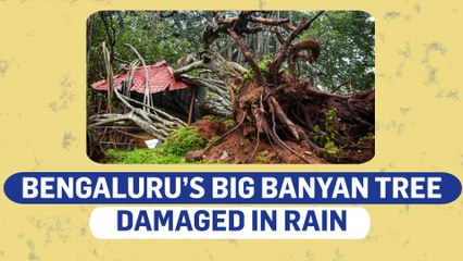 Bengaluru rains damage Big Banyan Tree
