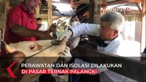 4 Ekor Ternak di Sumbar Positif Wabar PMK, Kini Ternak Jalani Isolasi