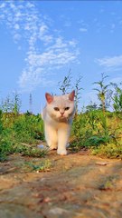 A cat is coming to you, pick it up or not #cat