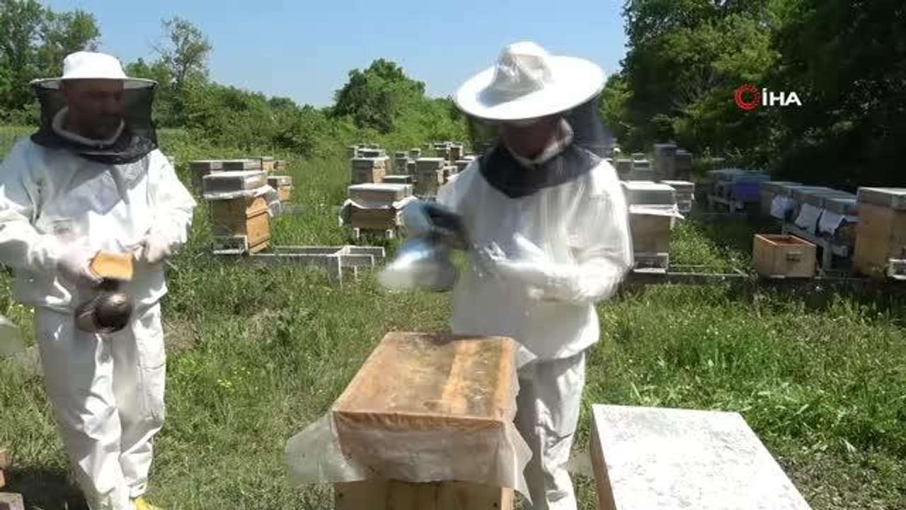 Kilosu 10 bin liradan satılıyor...Gram gram sağım yapılan sütte hasat başladı