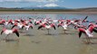 Tuz Gölü’ne göç eden flamingoların renkli yolculuğu