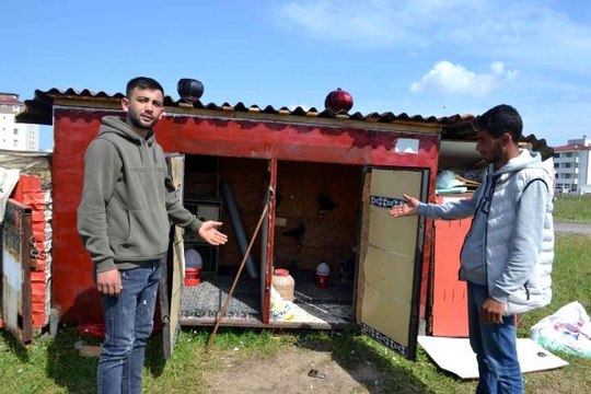 Güvercin sahibinden hırsızlara tepki: Azıcık vicdanın varsa o güvercinleri getirip bırak