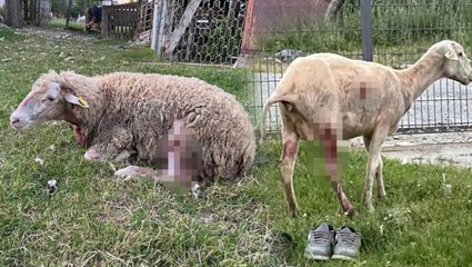 Bu kez kurtlar değil! Sokak köpekleri evin bahçesinde otlayan koyunların arasına daldı, yakaladıklarını parçaladı