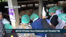 Soal Penyakit Mulut & Kaki Ternak, Menteri Pertanian: Daging Sapi Terinfeksi PMK Aman Dikonsumsi