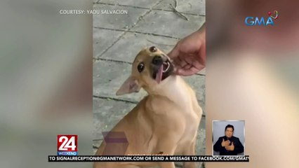 Cute na tutang aspin, pinag-agawan ng mga gustong mag-ampon | 24 Oras Weekend