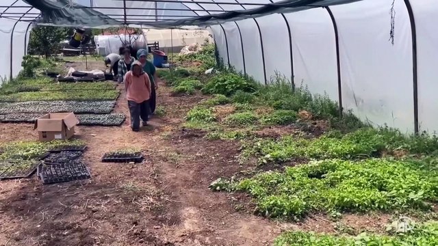 Köyüne yerleşen Necla hemşire atıl arazileri tarıma kazandırdı