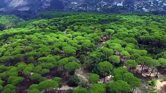Mindfulness relax in forest meditatiom - dailymotion