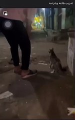 When the cat is fiercer than the dog  (Like & Subscribe) | الدنيا لما تمشي بضهرها