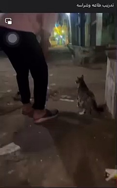 When the cat is fiercer than the dog  (Like & Subscribe) | الدنيا لما تمشي بضهرها