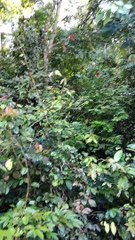 Ada yang tau gak itu buah apa yah? Misterius banget!