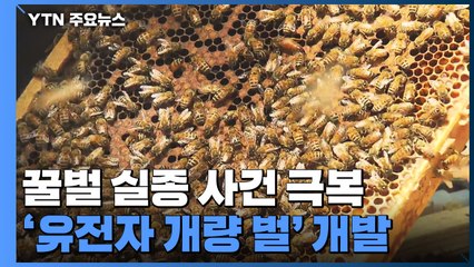 꿀벌 실종 사건...'유전자 개량 벌'로 이겨낸다 / YTN