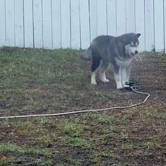 Husky Plays With Sprinkler