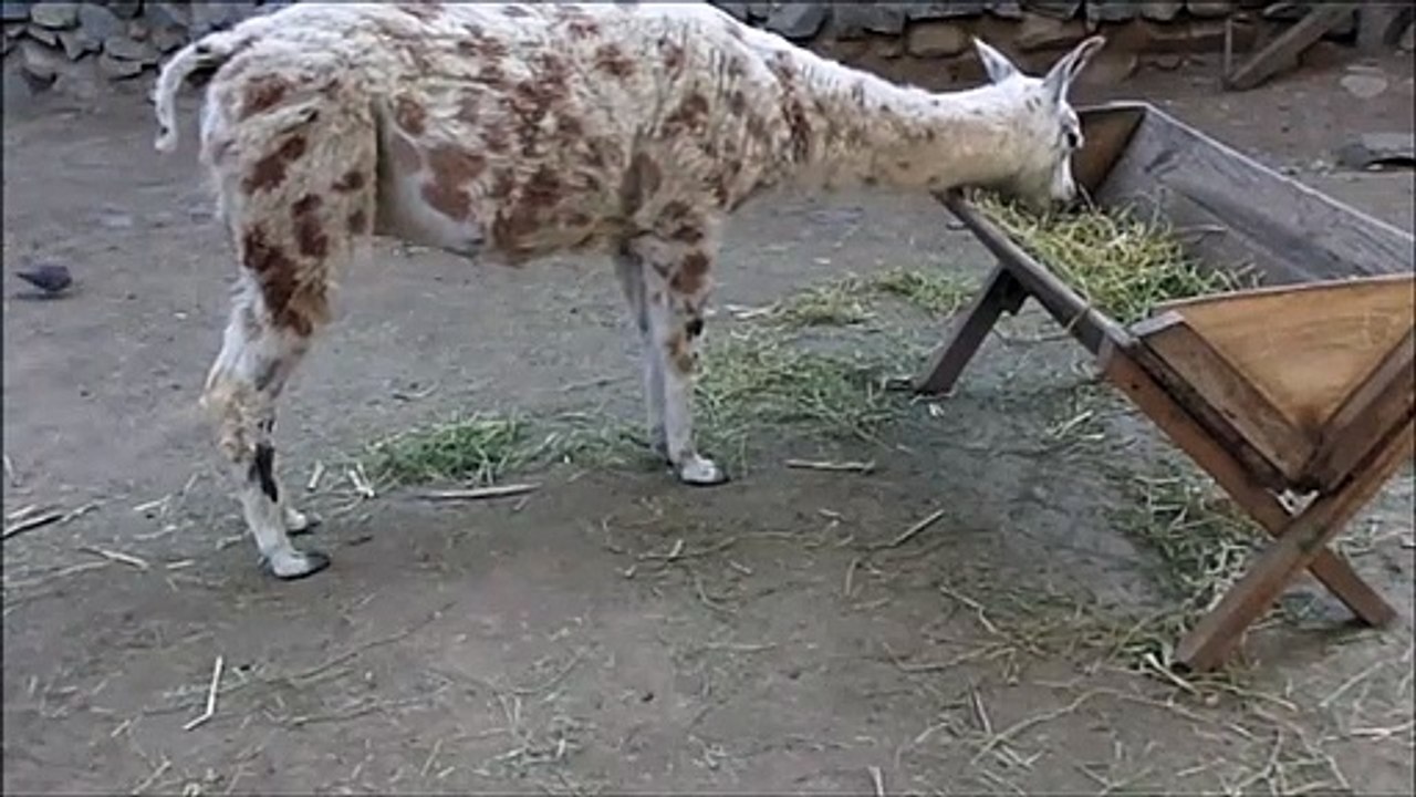 llamas