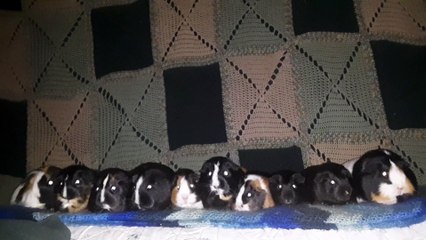 CAVIA PORCELLUS TURMERIC IRIS RJ MARY CLOVER CJ CLOVER PIXIE PIXIE PARSLEY 20210506_070631