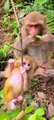 Baby monkey newborn cute animals and Mom 4