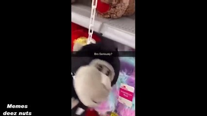 Memes but i challenge you to keep a straight face