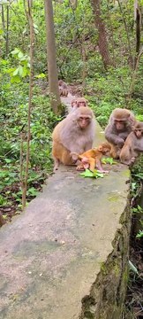 Baby monkeys walk by themselves