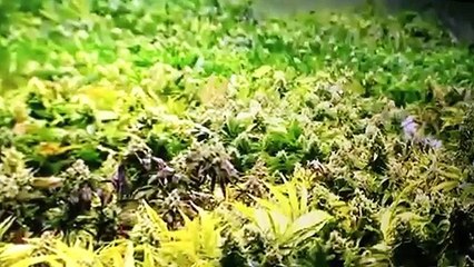 DUANE BOISE & MMJ TEAM -WHY MARIJUANA CLINICAL TRIALS