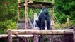 Zoo- Sæson 1 – Hoppet der blev væk - Se online her - DRTV