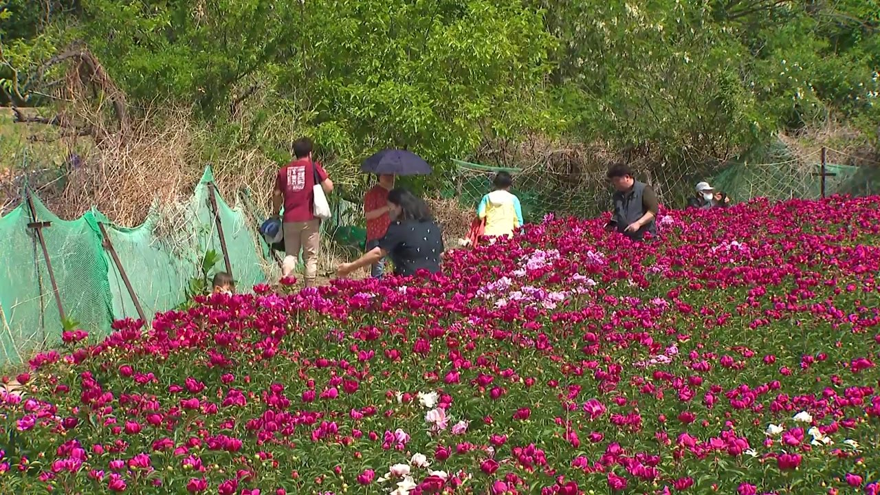 알록달록 작약꽃 '활짝'...축제장마다 나들이객 '북적' / YTN