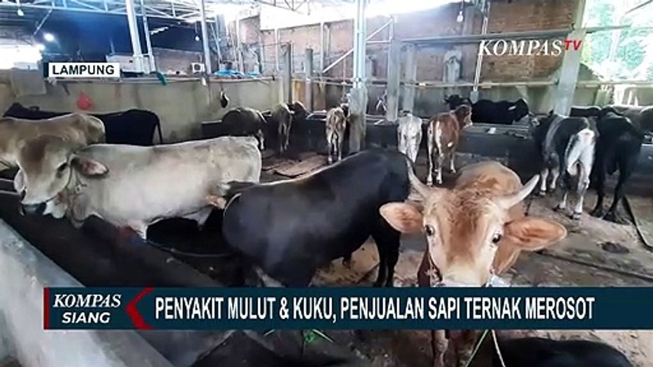 Menjelang Idul Adha, Peternak Sapi Resah Akan Adanya Wabah PMK
