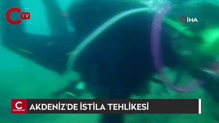 Kıyıda denize girerken dikkat: Akdeniz'de dikenli zehirli istilacı deniz kestanesi tehlikesi