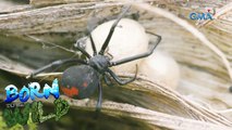 Super spiders: The protective nature of female spiders | Born to be Wild