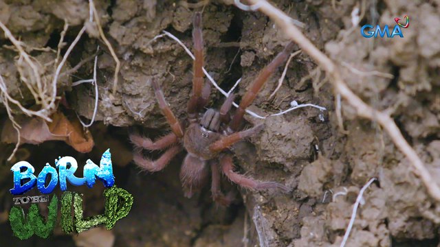 Super spiders: Tarantulas of Romblon | Born to be Wild