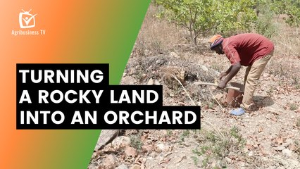 Burkina Faso: Turning a rocky land into an orchard