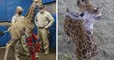 Aux États-Unis, un girafon handicapé réapprend à marcher grâce à une paire d'attelles