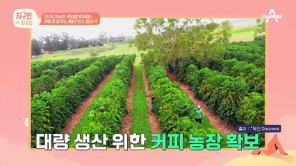 커피를 마시면 지구 환경에 악영향을 끼친다? 커피가 남기는 흉터, '탄소 발자국'