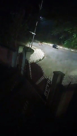 కరీంనగర్: శాతవాహన వర్సిటీలో ఎలుగుబంటి సంచారం, భయాందోళనలో విద్యార్ధులు (వీడియో)