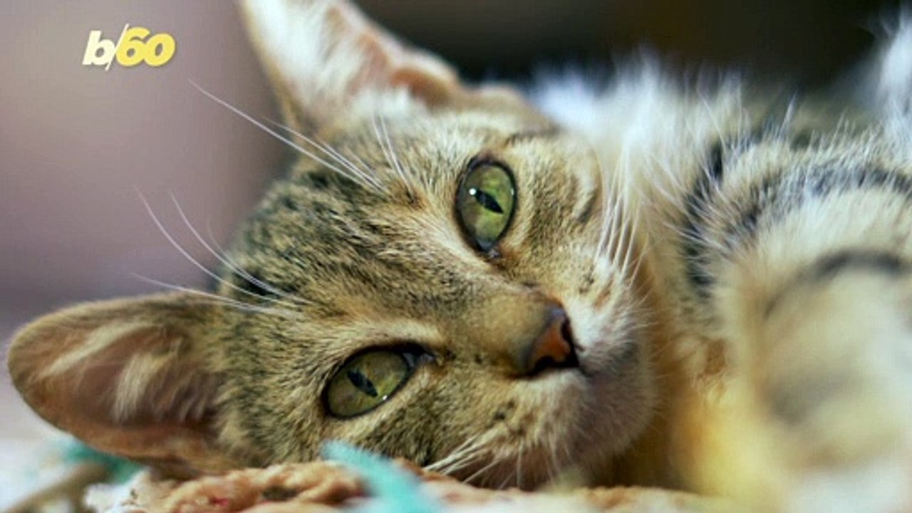 Cats Have the Capacity to Remember Each Other’s Names