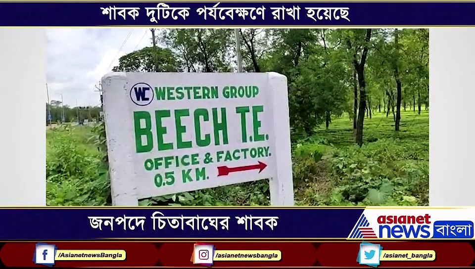 ডুয়ার্সের চাবাগানে মিলল  জোড়া  শাবক, খাঁচা বন্দি স্ত্রী চিতাবাঘ