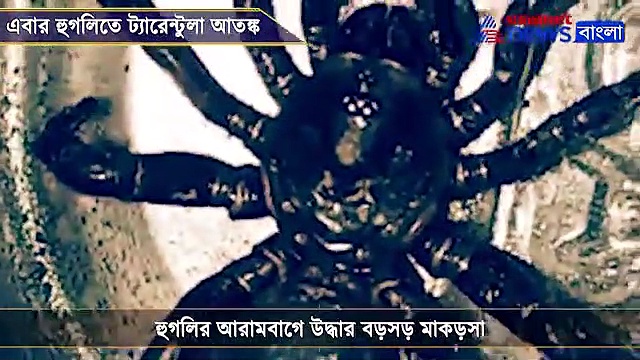 বাড়ির উঠোন ভয়ঙ্কর মাকড়সা, হুগলিতে ট্যারেন্টুলা আতঙ্ক, দেখুন ভিডিও
