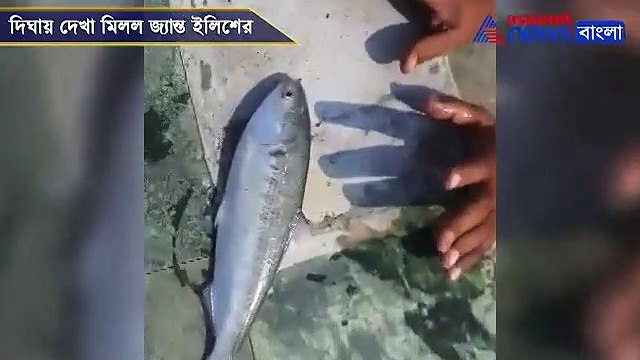 Live Hilsa seen at Digha sea beach