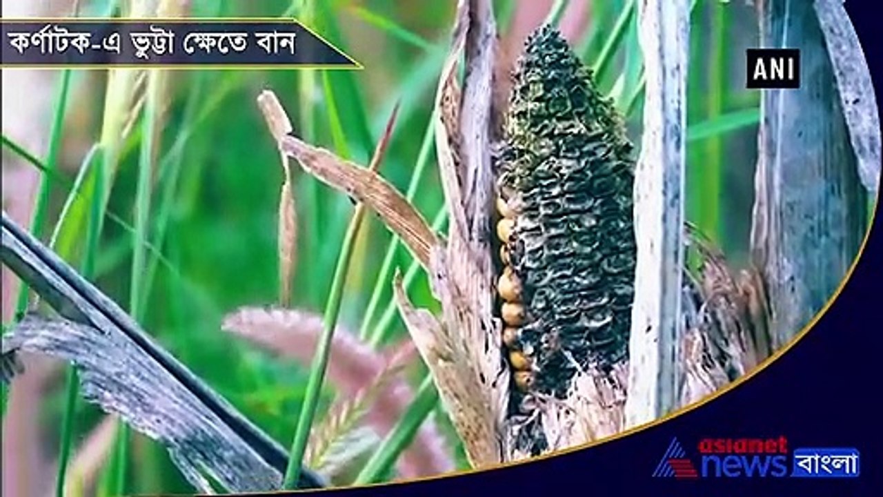 Maize crops damage