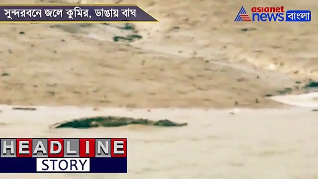 জলে কুমির, ডাঙায় বাঘ, সুন্দরবনে জোড়া  প্রাপ্তি পর্যটকদের, দেখুন ভিডিও