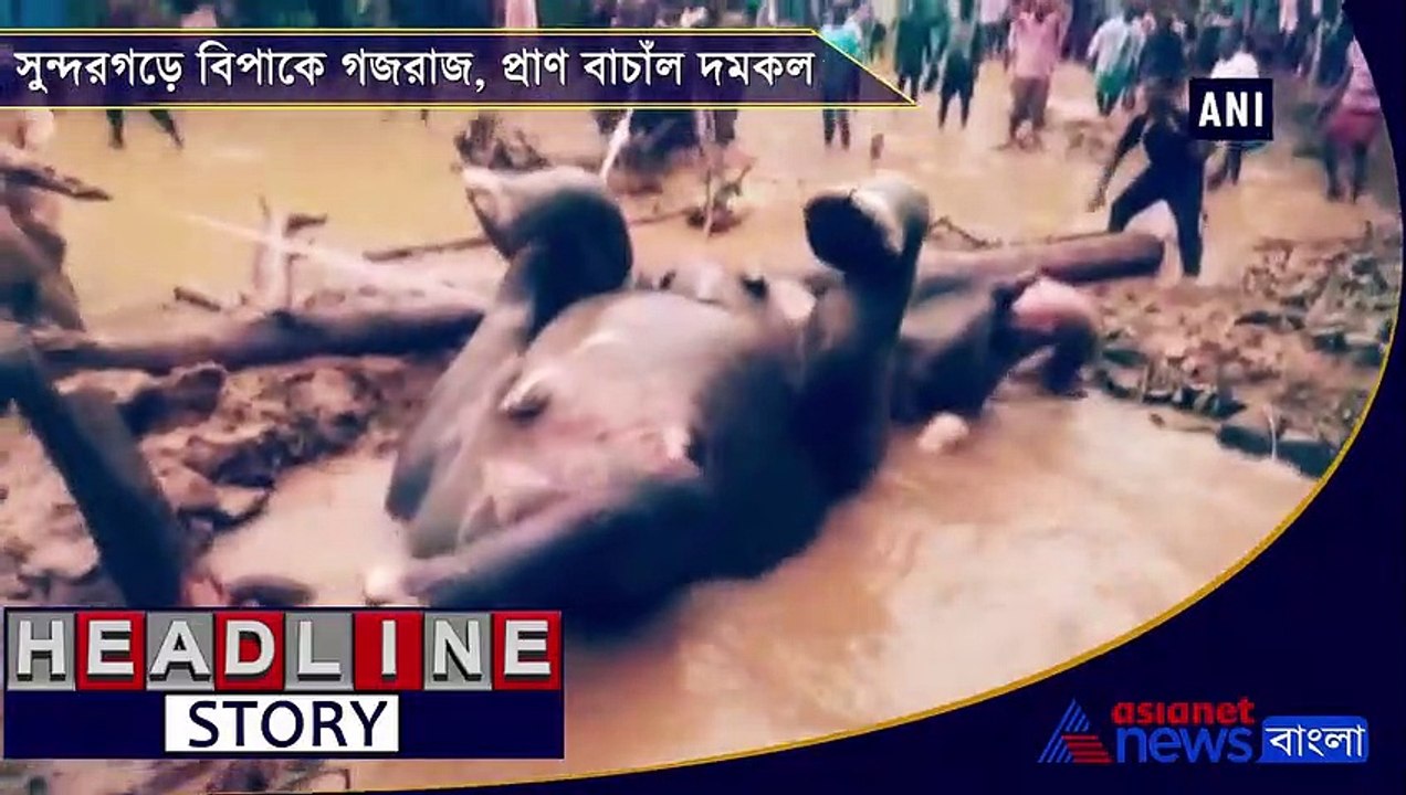 Locals, forest officials join hands to rescue jumbo from well